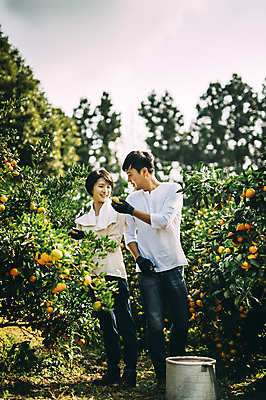 포토 JPG 주간 전신 부부 여자 남자 귤 서기 미소 성인 야외 두명 앞모습 30대 제주도 농장 다정 한국인 수확 부부라이프 성인만 국내포토 자연요소 라이프스타일 커플 뷰포인트 컨셉 농업 과일 모션 한국 표정 사람 동양인 장년 파일형식