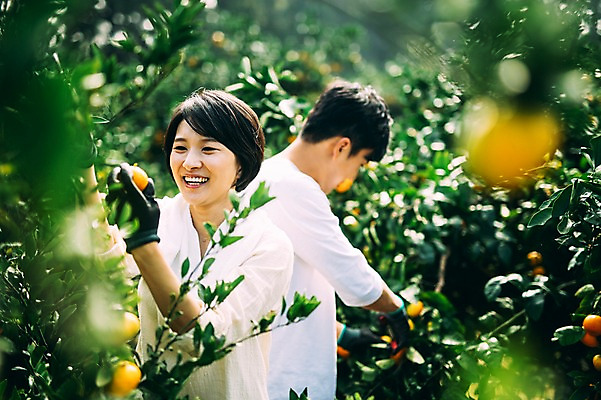 포토 JPG 주간 부부 여자 남자 귤 서기 상반신 성인 야외 두명 앞모습 옆모습 30대 제주도 농장 다정 한국인 즐거움 부부라이프 성인만 국내포토 자연요소 라이프스타일 커플 감정 뷰포인트 컨셉 농업 과일 모션 한국 사람 동양인 장년 파일형식