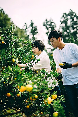 포토 JPG 주간 부부 여자 남자 귤 서기 상반신 성인 야외 두명 옆모습 30대 제주도 농장 한국인 수확 집중 부부라이프 성인만 국내포토 자연요소 라이프스타일 커플 뷰포인트 컨셉 농업 과일 모션 한국 사람 동양인 장년 파일형식