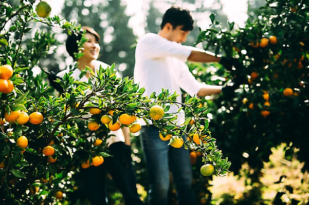 포토 JPG 주간 부부 여자 남자 귤 서기 미소 상반신 성인 야외 두명 앞모습 아웃포커스 30대 제주도 농장 다정 한국인 수확 부부라이프 성인만 국내포토 자연요소 라이프스타일 커플 뷰포인트 컨셉 농업 과일 모션 한국 촬영기법 표정 사람 동양인 장년 파일형식