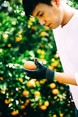 포토 JPG 주간 남자 귤 한명 서기 들기 상반신 성인 야외 옆모습 30대 제주도 농장 한국인 수확 집중 남자만 성인남자만 국내포토 자연요소 1 뷰포인트 컨셉 농업 과일 모션 한국 사람 동양인 장년 성인만 파일형식