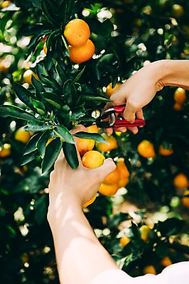 포토 JPG 주간 손 여자 귤 한명 들기 성인 야외 신체부위 30대 제주도 농장 한국인 수확 가위질 성인여자만 성인만 국내포토 자연요소 1 농업 과일 모션 한국 가위_도구 사람 동양인 장년 여자만 파일형식
