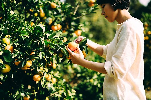 포토 JPG 주간 여자 귤 한명 서기 상반신 성인 야외 옆모습 30대 제주도 농장 한국인 수확 집중 성인여자만 성인만 국내포토 자연요소 1 뷰포인트 컨셉 농업 과일 모션 한국 사람 동양인 장년 여자만 파일형식