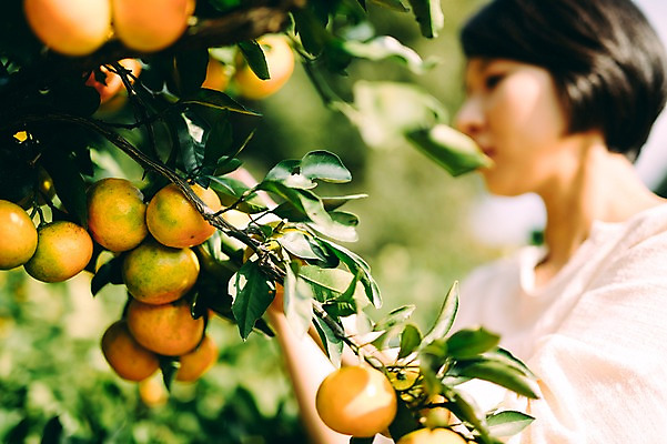 포토 JPG 주간 여자 귤 한명 서기 상반신 성인 야외 옆모습 아웃포커스 30대 제주도 농장 한국인 집중 성인여자만 성인만 국내포토 자연요소 1 뷰포인트 컨셉 농업 과일 모션 한국 촬영기법 사람 동양인 장년 여자만 파일형식