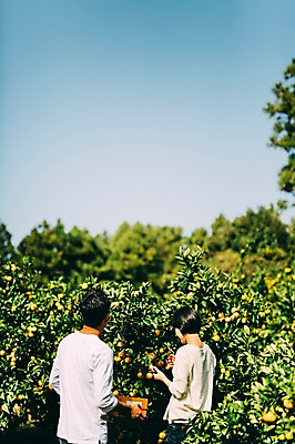 포토 JPG 주간 부부 여자 남자 귤 서기 상반신 성인 야외 두명 뒷모습 30대 제주도 농장 다정 한국인 수확 부부라이프 성인만 국내포토 자연요소 라이프스타일 커플 뷰포인트 컨셉 농업 과일 모션 한국 사람 동양인 장년 파일형식