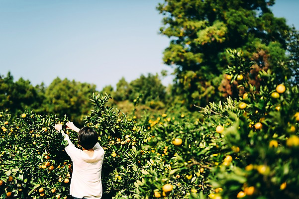 포토 JPG 주간 여자 귤 한명 서기 상반신 성인 야외 뒷모습 30대 제주도 농장 한국인 수확 집중 성인여자만 성인만 국내포토 자연요소 1 뷰포인트 컨셉 농업 과일 모션 한국 사람 동양인 장년 여자만 파일형식