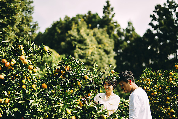 포토 JPG 주간 부부 여자 남자 귤 서기 상반신 성인 야외 두명 옆모습 30대 제주도 농장 다정 한국인 수확 부부라이프 성인만 국내포토 자연요소 라이프스타일 커플 뷰포인트 컨셉 농업 과일 모션 한국 사람 동양인 장년 파일형식