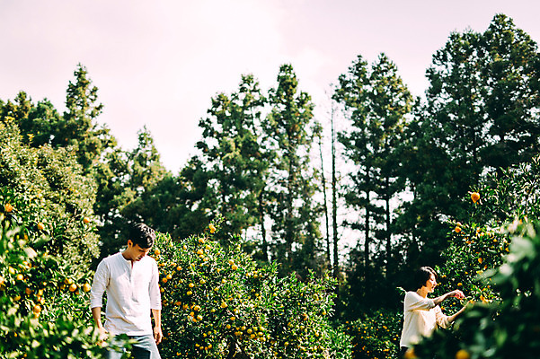 포토 JPG 주간 부부 여자 남자 귤 상반신 성인 야외 두명 앞모습 옆모습 30대 제주도 농장 다정 한국인 수확 부부라이프 성인만 국내포토 자연요소 라이프스타일 커플 뷰포인트 컨셉 농업 과일 한국 사람 동양인 장년 파일형식