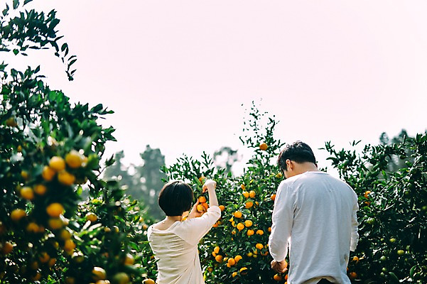 포토 JPG 주간 부부 여자 남자 귤 서기 상반신 성인 야외 두명 뒷모습 30대 제주도 농장 다정 한국인 수확 부부라이프 성인만 국내포토 자연요소 라이프스타일 커플 뷰포인트 컨셉 농업 과일 모션 한국 사람 동양인 장년 파일형식