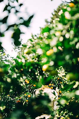 포토 JPG 주간 여자 한명 서기 상반신 성인 야외 뒷모습 30대 제주도 농장 한국인 수확 성인여자만 성인만 국내포토 자연요소 1 뷰포인트 농업 모션 한국 사람 동양인 장년 여자만 파일형식