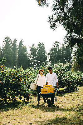 포토 JPG 주간 전신 부부 여자 남자 귤 성인 야외 두명 앞모습 30대 상자 제주도 농장 걷기 다정 수레 한국인 수레끌기 부부라이프 성인만 국내포토 자연요소 라이프스타일 커플 뷰포인트 컨셉 농업 과일 모션 한국 사람 동양인 장년 카트 당기기 파일형식