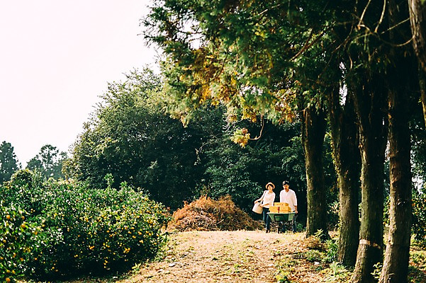 포토 JPG 주간 전신 부부 여자 남자 귤 성인 야외 두명 앞모습 30대 상자 제주도 농장 걷기 다정 수레 한국인 수레끌기 부부라이프 성인만 국내포토 자연요소 라이프스타일 커플 뷰포인트 컨셉 농업 과일 모션 한국 사람 동양인 장년 카트 당기기 파일형식