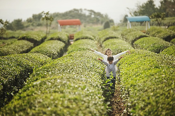 포토 JPG 주간 전신 여자 남자 어린이 가족 팔벌리기 남매 야외 두명 앞모습 10대 제주도 걷기 화목 한국인 가족라이프 즐거움 차밭 어린이만 도순다원 국내포토 자연요소 라이프스타일 감정 뷰포인트 컨셉 밭 관계 모션 청소년 한국 사람 동양인 파일형식