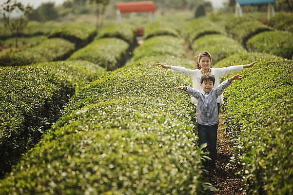 포토 JPG 주간 전신 여자 남자 어린이 가족 팔벌리기 남매 야외 두명 앞모습 10대 제주도 걷기 화목 한국인 가족라이프 즐거움 차밭 어린이만 도순다원 국내포토 자연요소 라이프스타일 감정 뷰포인트 컨셉 밭 관계 모션 청소년 한국 사람 동양인 파일형식