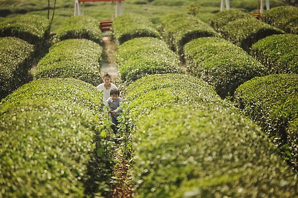 포토 JPG 주간 전신 여자 남자 어린이 가족 남매 야외 두명 앞모습 10대 제주도 걷기 화목 한국인 가족라이프 즐거움 차밭 어린이만 도순다원 국내포토 자연요소 라이프스타일 감정 뷰포인트 컨셉 밭 관계 모션 청소년 한국 사람 동양인 파일형식