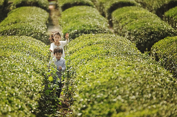 포토 JPG 주간 전신 여자 남자 어린이 가족 남매 야외 두명 앞모습 10대 제주도 걷기 화목 한국인 가족라이프 즐거움 차밭 어린이만 도순다원 국내포토 자연요소 라이프스타일 감정 뷰포인트 컨셉 밭 관계 모션 청소년 한국 사람 동양인 파일형식