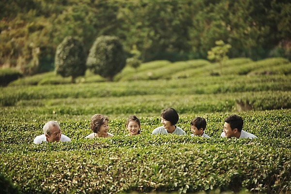 포토 JPG 주간 여자 할아버지 노년 남자 딸 아들 할머니 어린이 가족 엄마 대가족 미소 앉기 여러명 상반신 성인 야외 앞모습 10대 30대 제주도 화목 한국인 가족라이프 아빠 60대 차밭 도순다원 국내포토 자연요소 라이프스타일 뷰포인트 다수 컨셉 밭 관계 모션 청소년 한국 표정 사람 동양인 장년 파일형식
