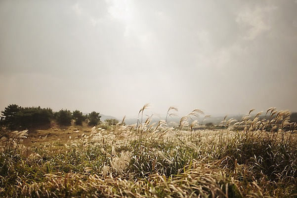 포토 JPG 주간 하늘 풍경 사람없음 야외 제주도 억새 따라비오름 국내포토 자연요소 식물 한국 오름 파일형식