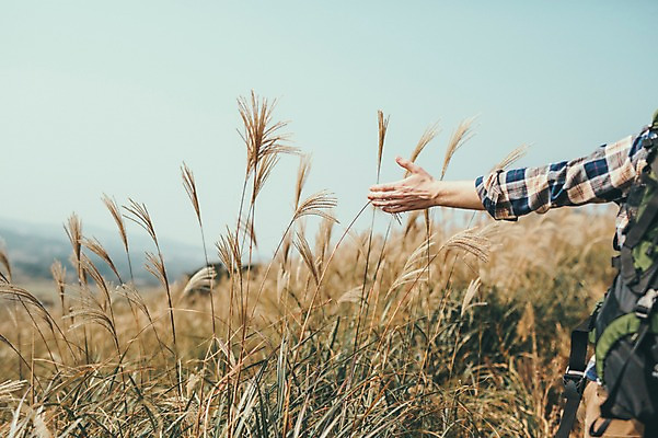 포토 JPG 주간 서양인 외국인 남자 맨라이프 여행 한명 20대 성인 야외 뒷모습 신체부위 제주도 등산 즐거움 억새 오름 팔 성인남자한명만 국내포토 자연요소 식물 1 라이프스타일 감정 뷰포인트 한국 사람 인종 청년 트래킹 남자한명만 성인남자만 파일형식