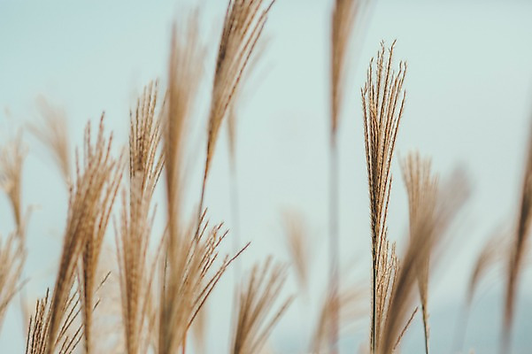 포토 JPG 주간 여행 자연 하늘 풍경 사람없음 야외 제주도 억새 오름 국내포토 자연요소 식물 한국 생태계 파일형식