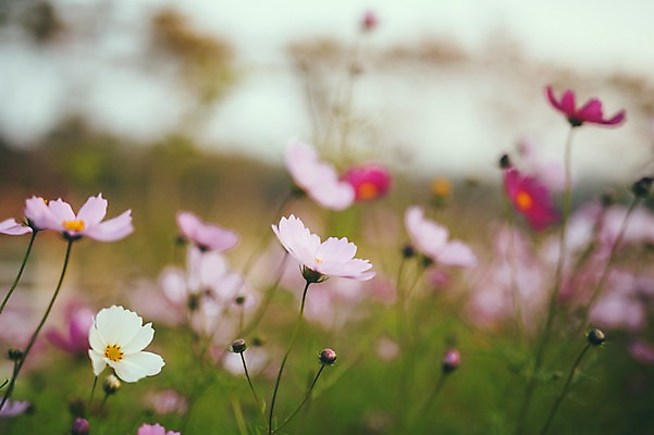 포토 JPG 주간 공원 여행 자연 풍경 사람없음 야외 제주도 코스모스 국내포토 자연요소 공공시설 꽃 한국 생태계 파일형식