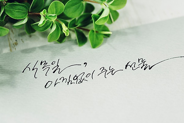 포토 JPG 식물 문자 손글씨 종이 캘리그라피 한글 사람없음 식목일 국내포토 기념일 파일형식