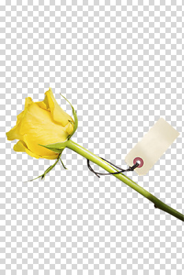 식물 편집 편집이미지 한송이 사람없음 장미 노란색 라벨 PNG 편집소스 1 꽃 컬러 프레임 송이 파일형식