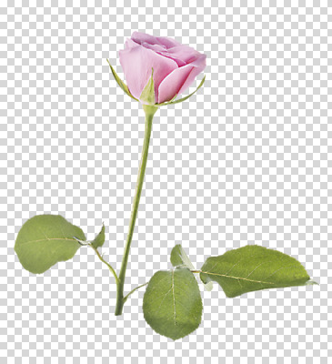 식물 편집 편집이미지 분홍색 잎 한송이 사람없음 장미 PNG 편집소스 1 꽃 컬러 송이 파일형식