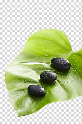 식물 편집 편집이미지 나뭇잎 사람없음 물방울 신선 광석 PNG 편집소스 잎 파일형식