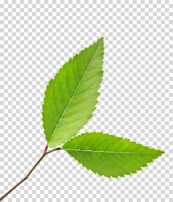 식물 편집 편집이미지 자연 나뭇잎 사람없음 PNG 편집소스 잎 생태계 파일형식