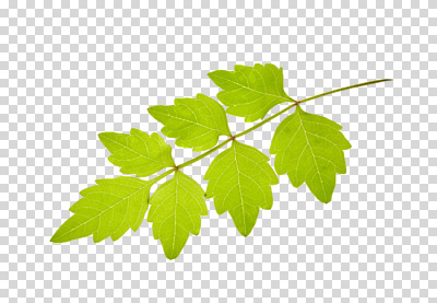 식물 편집 편집이미지 자연 나뭇잎 사람없음 PNG 편집소스 잎 생태계 파일형식