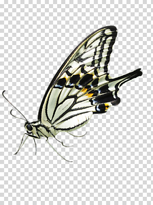 동물 편집 편집이미지 한마리 나비 사람없음 PNG 편집소스 1 곤충 파일형식