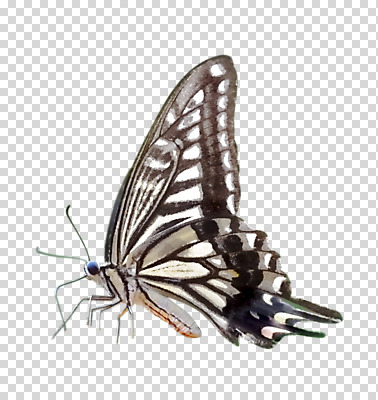 동물 편집 편집이미지 한마리 나비 사람없음 PNG 편집소스 1 곤충 파일형식