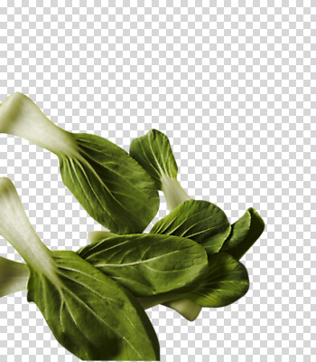 편집 편집이미지 음식 채소 식재료 사람없음 청경채 PNG 편집소스 파일형식