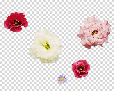 식물 편집 편집이미지 꽃 사람없음 PNG 편집소스 파일형식