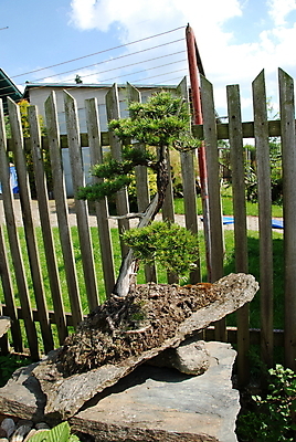 포토 JPG 해외이미지 식물 디자인 공원 꽃잎 행복 잎 자연 주택 사람없음 장식 초록색 컬러풀 정원 일본 소나무 시장 유기농 원예 분재 내추럴 막자 가문비나무 해외202004 해외포토 나무 웰빙 공공시설 꽃 감정 아시아 컬러 취미 건물 생태계 파일형식 이미지허브