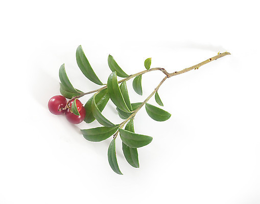 포토 JPG 해외이미지 식물 열매 음식 잎 자연 사람없음 빨간색 초록색 여름 식사 나뭇가지 맛 블루베리 고립 조감도 해외202004 해외포토 나무 계절 컬러 컨셉 과일 생태계 파일형식 이미지허브