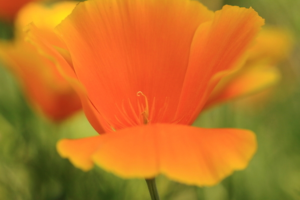 포토 JPG 해외이미지 식물 공원 꽃 행복 백그라운드 꽃무늬 밭 오렌지 자연 사람없음 야외 울타리 컬러풀 노란색 우주 마을 계곡 맑음 검은색 봄 활발 신용카드 개화 황금 심볼 생물학 각도 영양 캘리포니아 장면 양귀비 해외202004 해외포토 계절 공공시설 교육 감정 컬러 컨셉 무늬 농업 과일 날씨 금융 담장 미국 생태계 파일형식 이미지허브