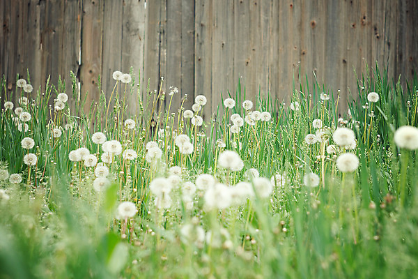 포토 JPG 해외이미지 식물 디자인 배너 계절 공원 꽃 분홍색 백그라운드 밭 자연 하늘 추상 풍경 잔디 사람없음 야외 초록색 여름 빛 햇빛 태양 노란색 환경 정원 맑음 일몰 봄 자유 수확 성장 벚꽃 흰색 시골 신선 닫기 민들레 복고 보케 내추럴 깊이 파스텔톤 해외202004 해외포토 자연요소 공공시설 컬러 컨셉 무늬 농업 모션 날씨 노을 생태계 파일형식 이미지허브
