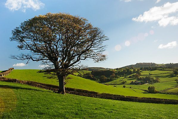 포토 JPG 해외이미지 나무 구름 영어 백그라운드 잎 농업 자연 하늘 영국 잉글랜드 풍경 사람없음 야외 초록색 여름 파란색 농장 농경지 평화 환경 봄 가을 나뭇가지 시골 고독 큼 땅 심볼 싱글 유기농 내추럴 고립 생태학 옛날 혼자 해외202004 해외포토 자연요소 식물 문자 웰빙 계절 교육 감정 유럽 산업 컬러 컨셉 크기 생태계 파일형식 이미지허브