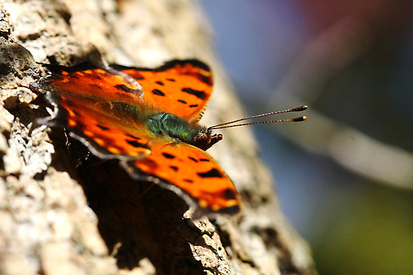 포토 JPG 해외이미지 식물 동물 디자인 꽃 야생동물 나비 곤충 백그라운드 잎 꽃무늬 날개 오렌지 일러스트 자연 벽지 추상 사람없음 장식 빨간색 초록색 여름 컬러풀 갈색 노란색 정원 검은색 봄 회색 흰색 벌레 수집 제비꽃 모자이크 목각 강렬 해외202004 해외포토 계절 컬러 무늬 과일 생태계 파일형식 이미지허브