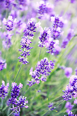 포토 JPG 해외이미지 식물 꽃 백그라운드 꽃무늬 밭 농업 재료 자연 휴식 사람없음 초록색 컬러풀 약 농장 농경지 정원 보라색 봄 프랑스 시골 개화 약초 자주색 허브 제비꽃 향수 원예 향기 냄새 아로마 향 아로마테라피 라벤더 내추럴 프로방스 해외202004 해외포토 계절 유럽 산업 컬러 컨셉 무늬 의학 취미 화장품 풀_식물 생태계 테라피 파일형식 이미지허브