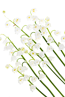 포토 JPG 해외이미지 식물 꽃잎 꽃 줄기 백그라운드 꽃무늬 자연 사람없음 초록색 계곡 봄 흰색 개화 우아함 닫기 백합 자르기 묘사 향기 부드러움 내추럴 고립 많음 해외202004 해외포토 계절 컬러 컨셉 무늬 모션 감각 생태계 냄새 파일형식 이미지허브