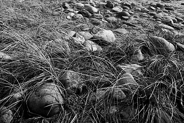 포토 JPG 해외이미지 나무 식물 야생동물 모래 줄기 백그라운드 자연 하늘 노르웨이 풍경 사람없음 평화 검은색 어둠 봄 회색 자유 가을 바위 흰색 숲 파운드 밀짚 해외202004 해외포토 동물 계절 유럽 컬러 컨셉 돈 돌_바위 짚 생태계 파일형식 이미지허브