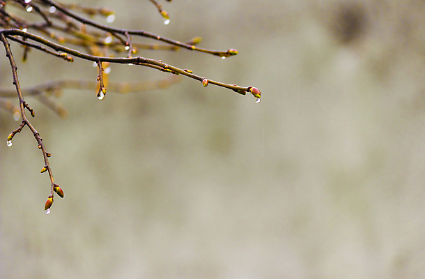 포토 JPG 해외이미지 나무 계절 자연 날씨 사람없음 야외 물 봄 성장 나뭇가지 신선 떨어짐 빗방울 해외202004 해외포토 자연요소 식물 컨셉 비_날씨 생태계 파일형식 이미지허브