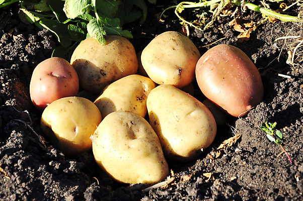 포토 JPG 해외이미지 식물 계절 음식 농업 채소 자연 감자 건강 사람없음 초록색 농작물 농장 갈색 정원 수확 가을 신선 먹기 유기농 원예 날것 뿌리 먼지 진흙 탄수화물 해외202004 해외포토 웰빙 산업 컬러 모션 취미 생태계 파일형식 이미지허브