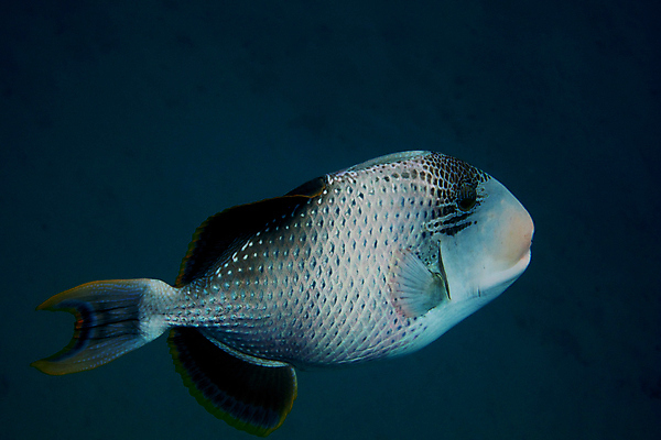포토 JPG 해외이미지 동물 어린이 바다 여행 백그라운드 가족 자연 휴가 이집트 어류 사람없음 물 파란색 컬러풀 사진촬영 장비 스노클링 산호 먹기 돌고래 지느러미 암초 깊이 이국적 해외202004 해외포토 자연요소 컬러 포유류 관계 모션 아프리카 사람 촬영 수중동물 수상스포츠 자포동물 생태계 파일형식 이미지허브