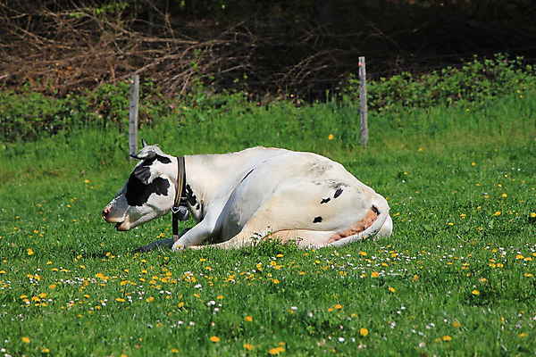포토 JPG 해외이미지 나무 동물 구름 응시 밭 농업 자연 하늘 사람없음 농장 머리 검은색 가축 흰색 시골 소 군중 방목 호기심 코 주둥이 점검 내추럴 밭일 해외202004 해외포토 자연요소 식물 시선 감정 산업 컬러 컨셉 포유류 사람 신체부위 축산업 생태계 파일형식 이미지허브