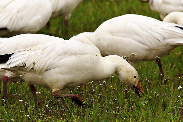 포토 JPG 해외이미지 모양 공원 자연 조류 사람없음 야외 스트레칭 흰색 먹기 깃털 거위 철새 수유 워싱턴 해외202004 해외포토 동물 공공시설 컬러 모션 운동 미국 생태계 파일형식 이미지허브