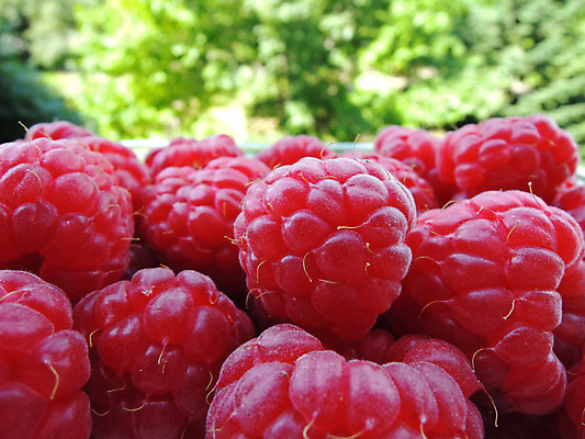 포토 JPG 해외이미지 열매 음식 백그라운드 잎 다이어트 과일 자연 디저트 건강 사람없음 목재 빨간색 초록색 여름 정원 신선 그룹 달콤 맛 아침식사 먹기 유기농 날것 산딸기 숙성 채식주의자 해외202004 해외포토 나무 식물 웰빙 계절 컬러 컨셉 재료 모션 식사 생태계 채식 파일형식 이미지허브